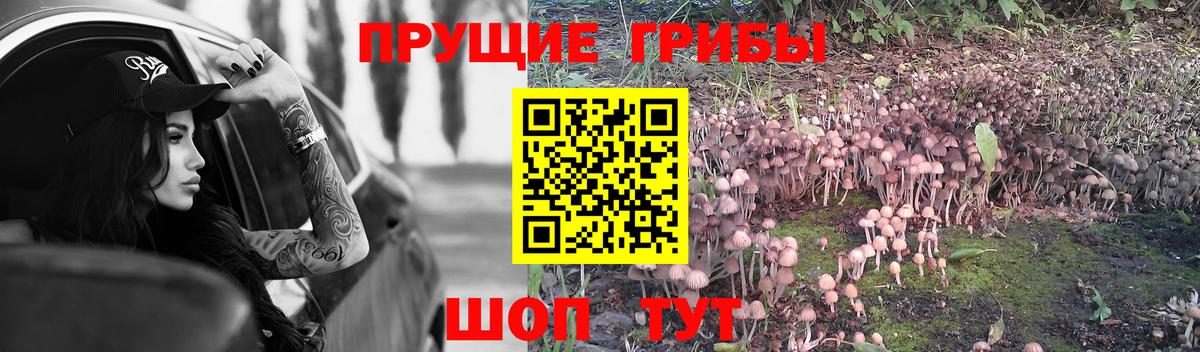 Псилоцибиновые грибы ЛСД Кингисепп